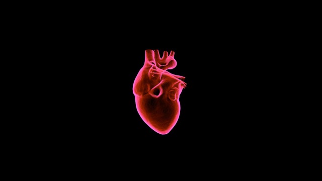 Srdcový sval.jpg